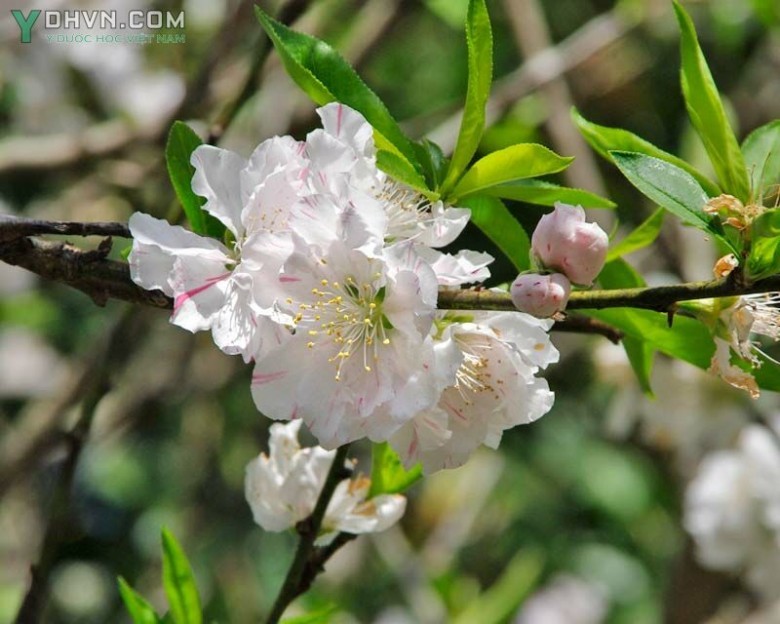 Cây Ðào. Prunus persica - Cây Thuốc Nam Quanh Ta
